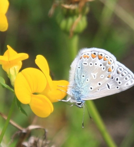 Icarusblauwtje in wadi Salomon’s Metalen