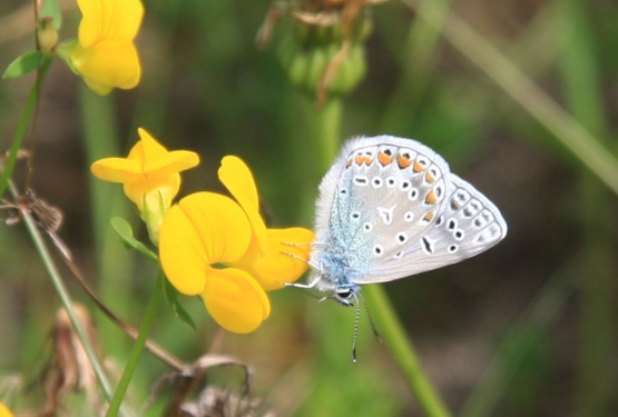 Icarusblauwtje in wadi Salomon's Metalen