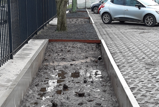 Rain Garden