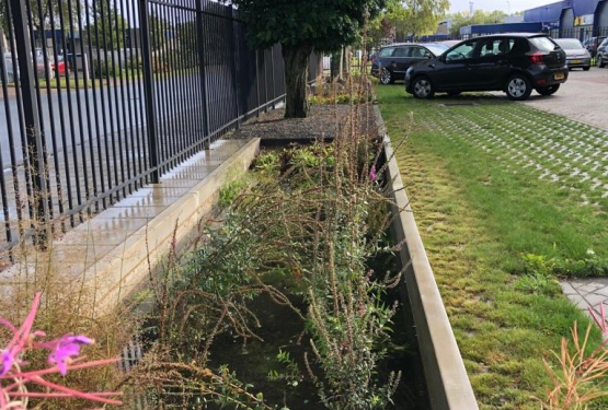 Rain garden